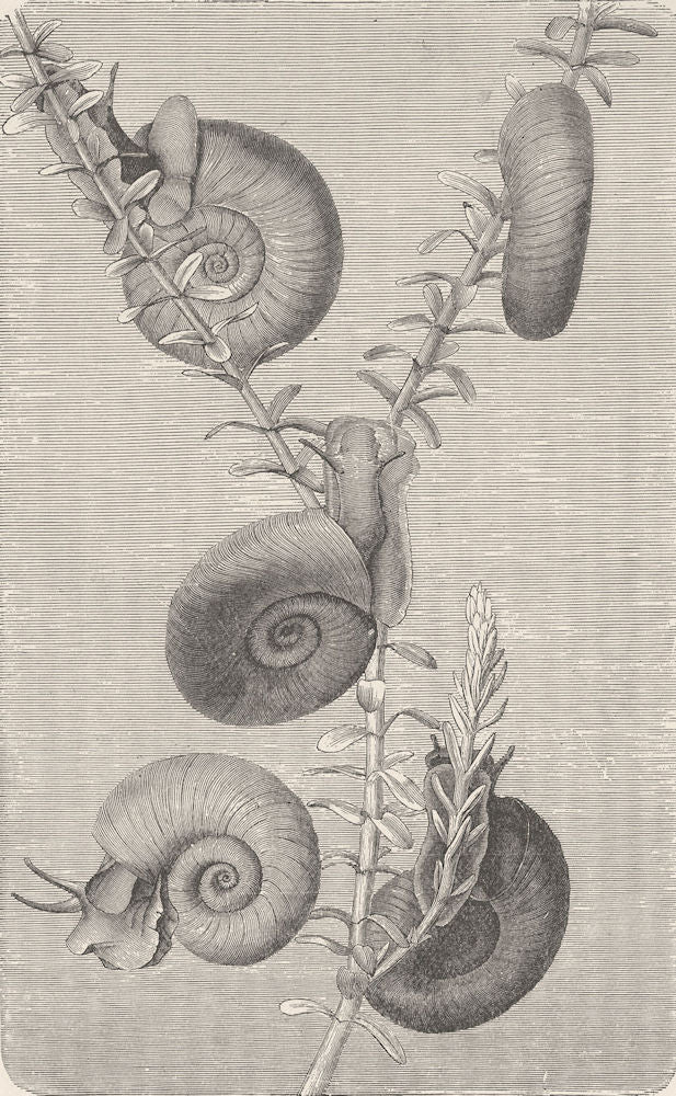 MOLLUSCS. Ramshorn snail  (Planorbis coreus) 1896 old antique print picture